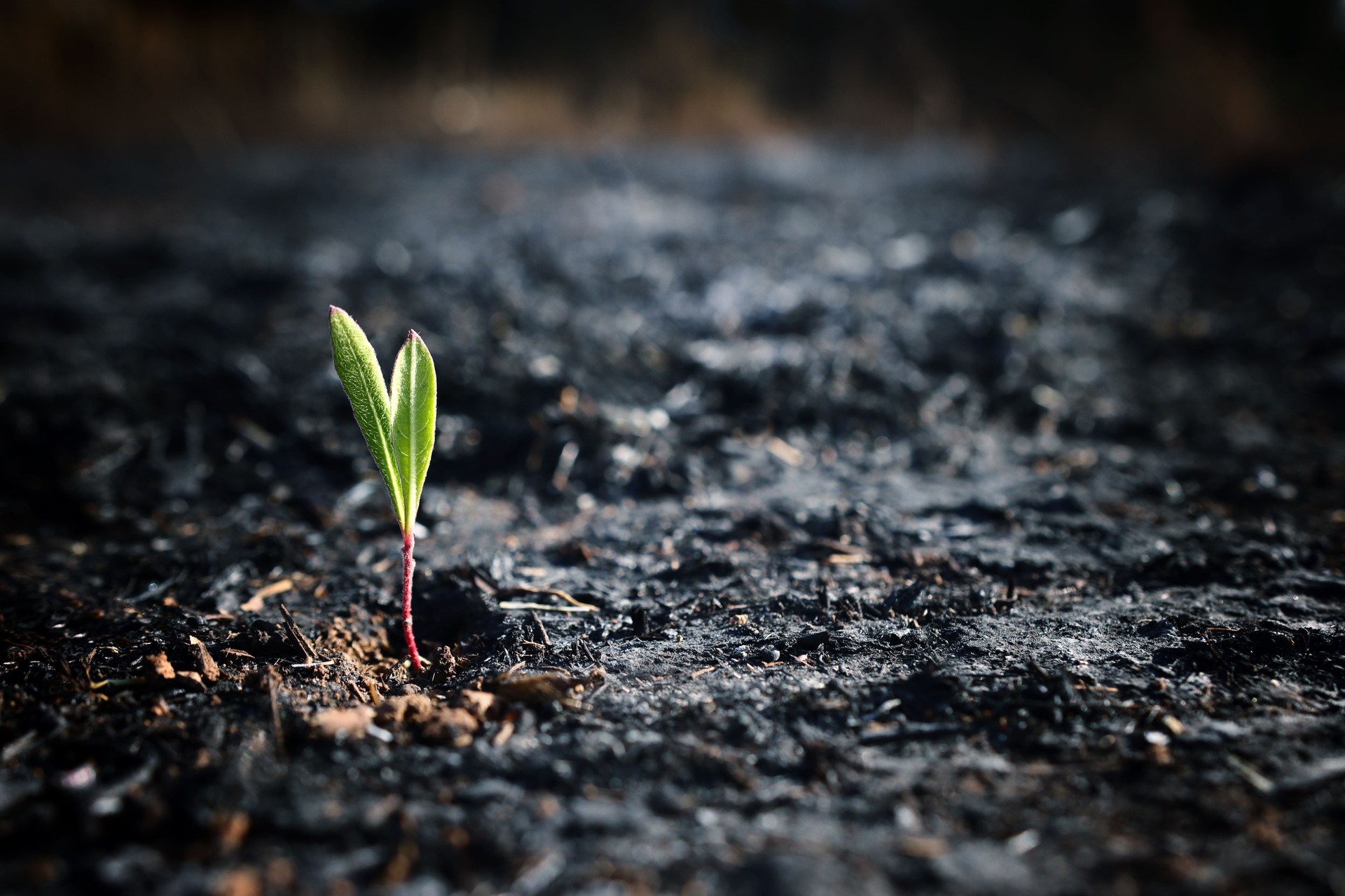 A seed of a green sprout grows in scorched soil. Idea of ecology, global heat, and revival